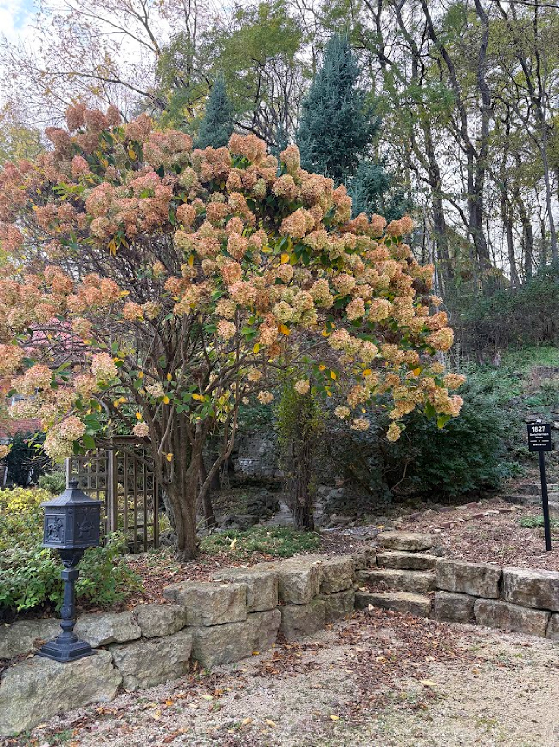 Hydrangea tree with blush dried petals in garden at historic Galena, IL limestone house built in 1827 - Daniel Harrison House (458 Dewey Ave) - photo by Hello Lovely Studio.