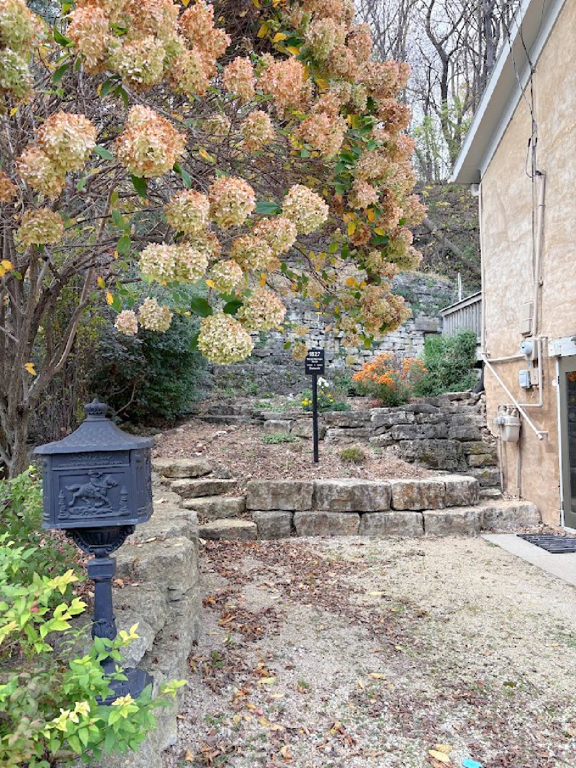 Fall hydrangea tree outside historic Galena, IL limestone house built in 1827 - Daniel Harrison House (458 Dewey Ave) - photo by Hello Lovely Studio.