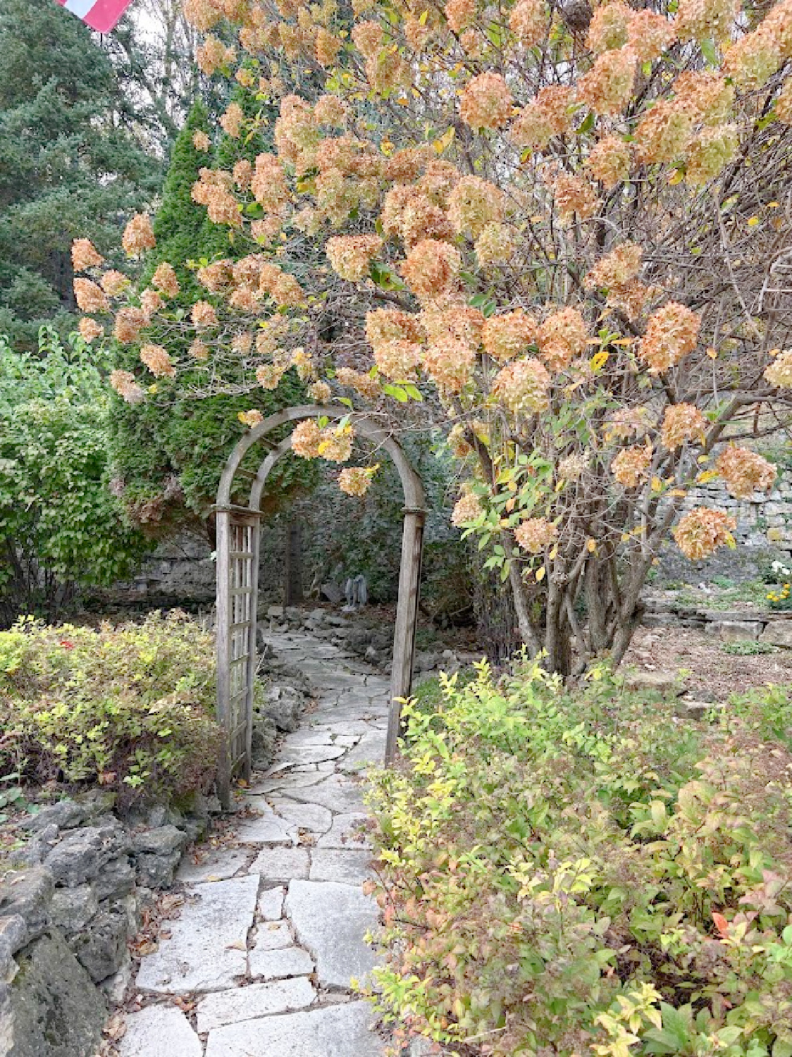 Hydrangea tree in fall garden at historic Galena, IL limestone house built in 1827 - Daniel Harrison House (458 Dewey Ave) - photo by Hello Lovely Studio.