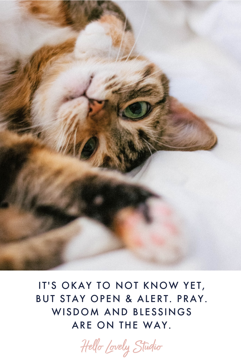 Sweet quote about prayer with cat by Hello Lovely Studio.